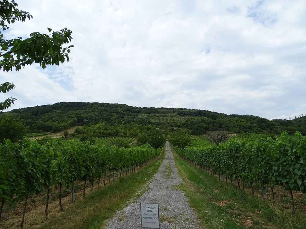 Breisgauer Weinweg and Himmelreich Jakobusweg Loop