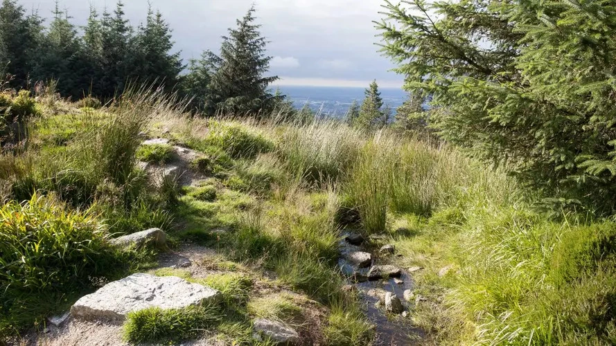 An image depicting the trail Cruagh Wood and its surrounding area.