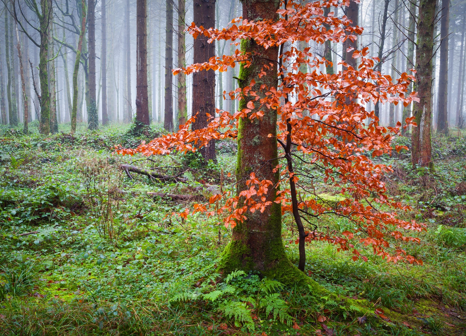 An image depicting the trail Monivea - Historical Trail and its surrounding area.