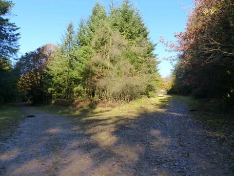 An image depicting the trail Chepstow Park Wood Walk and its surrounding area.