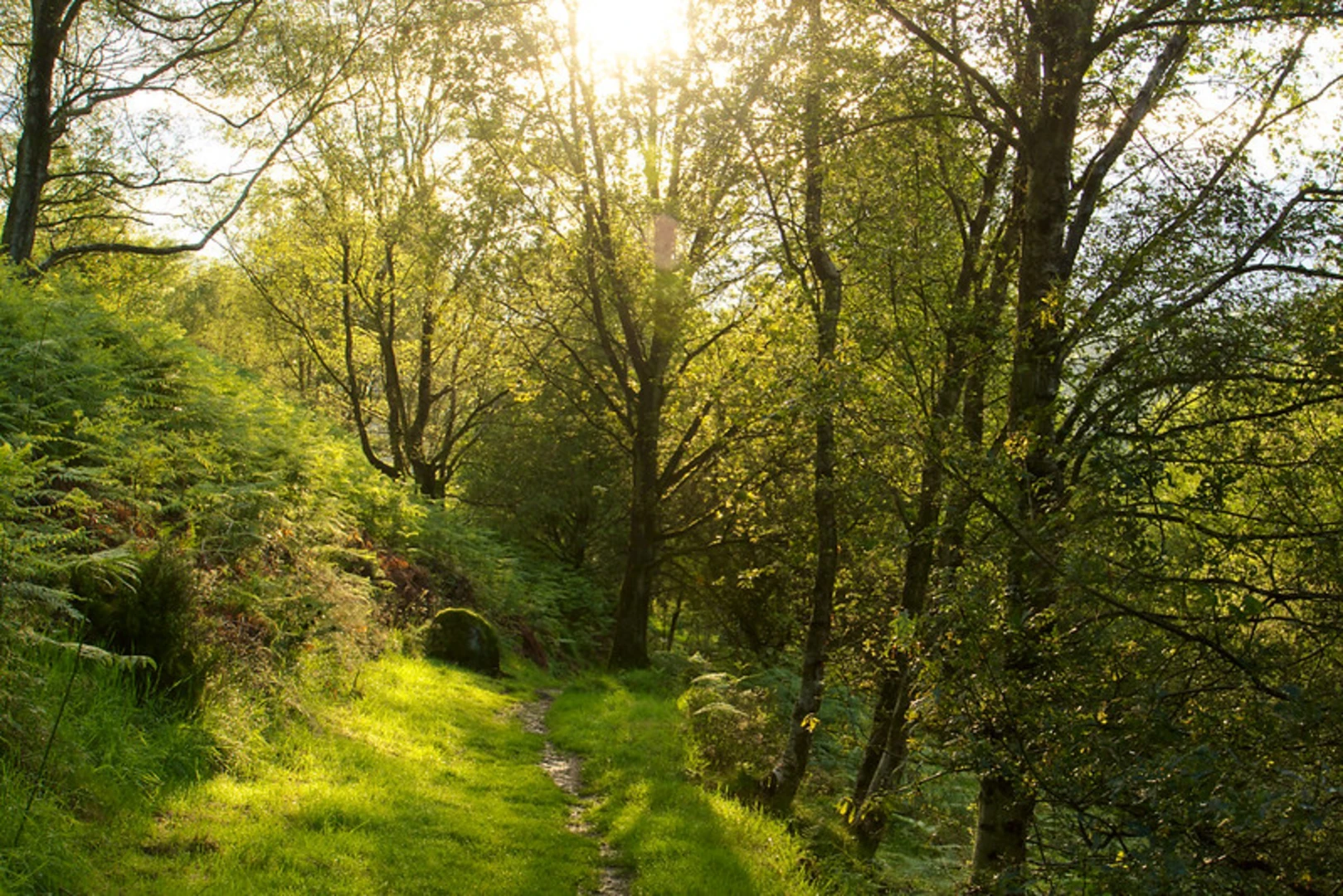An image depicting the trail Fox Hagg Loop and its surrounding area.