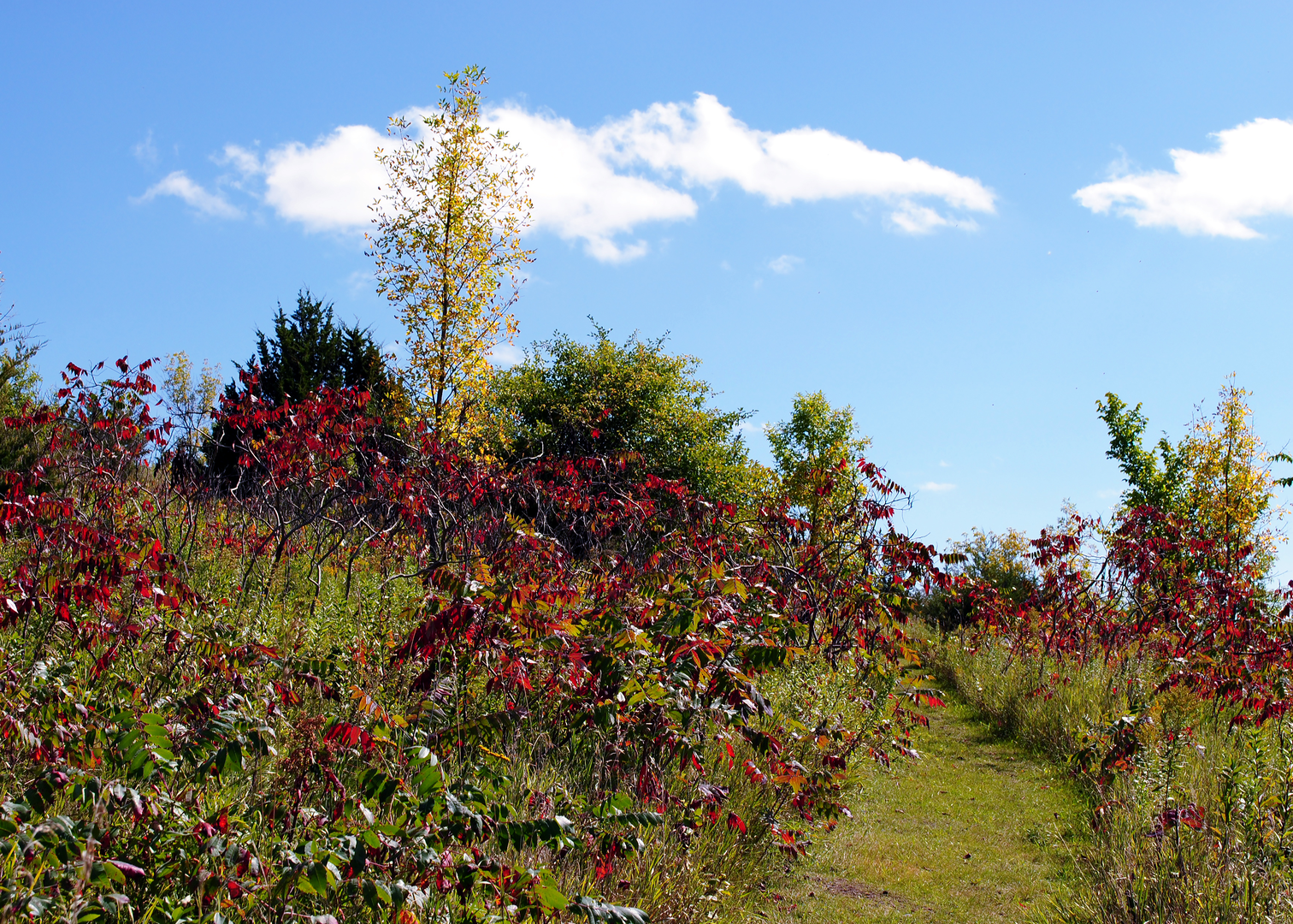 An image depicting the trail Central Lakes State Trail and its surrounding area.