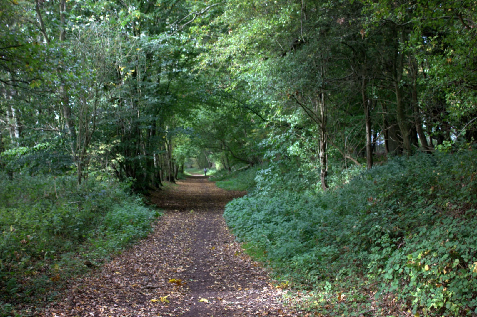 An image depicting the trail Robinson Wood Loop and its surrounding area.