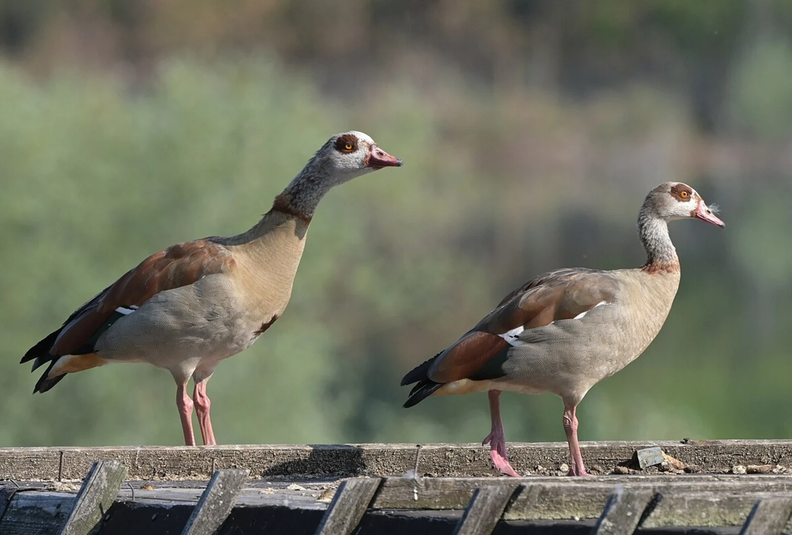 An image depicting the trail Absinkweiher Hahnwiese Loop via Jakobsweg St Wendel Saarbruecken and its surrounding area.