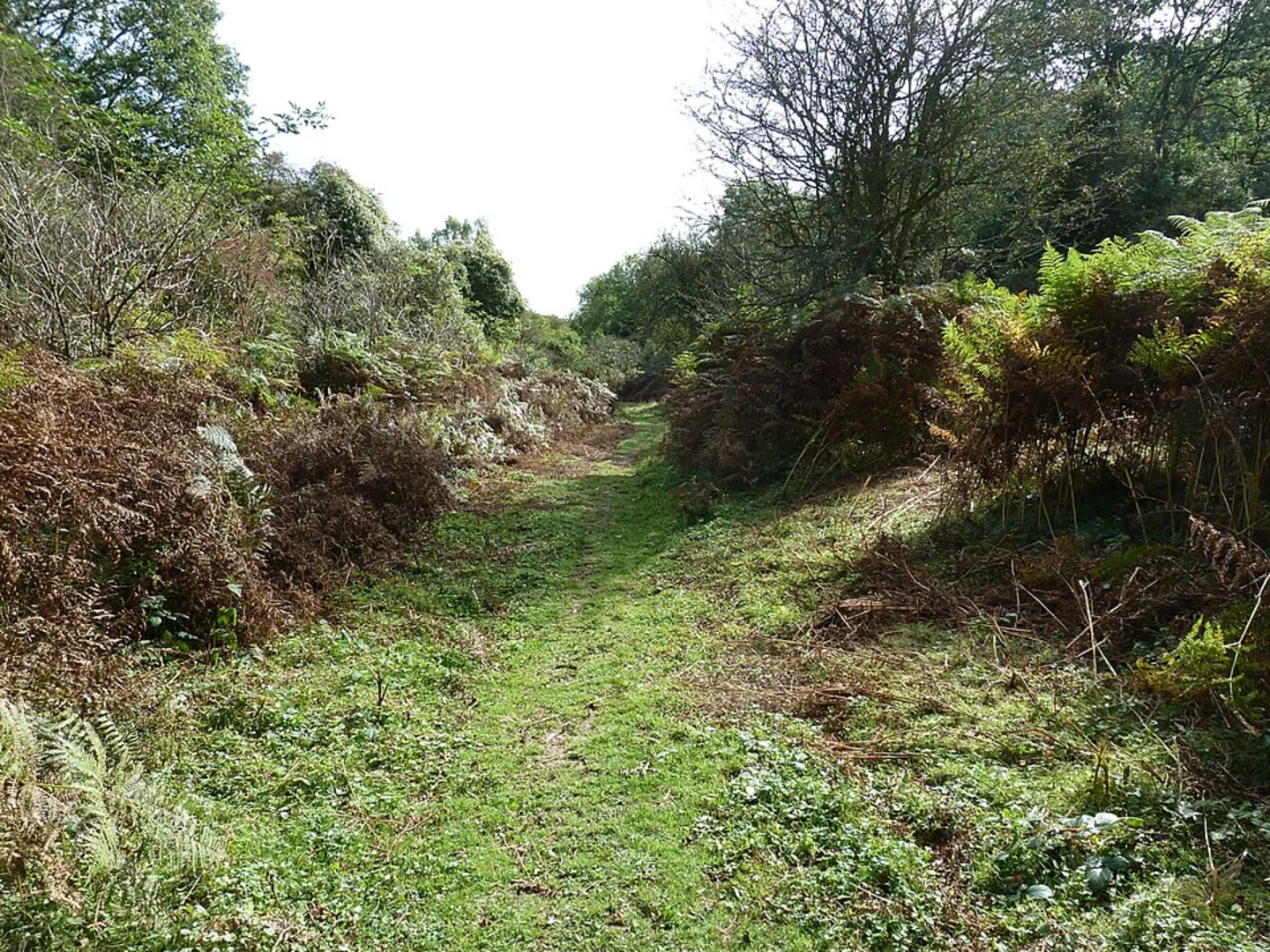 An image depicting the trail Ashcombe Bottom and Blackcap Loop and its surrounding area.