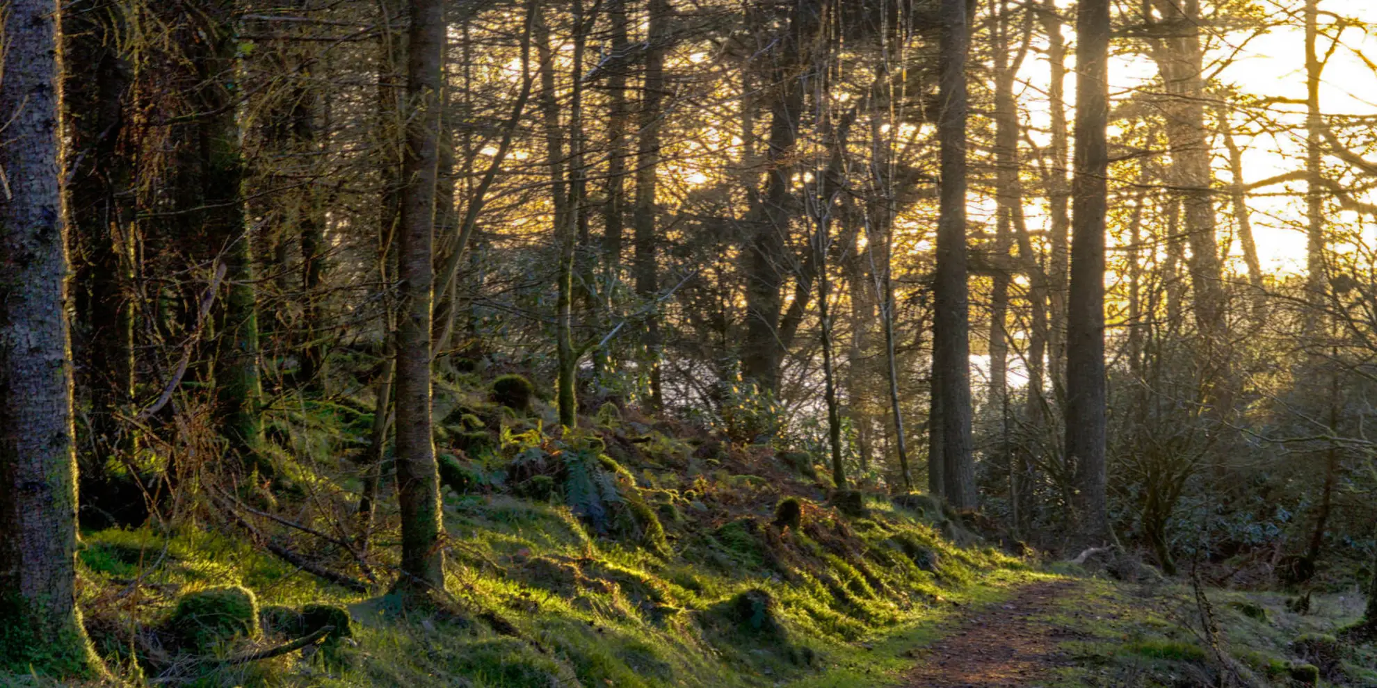 An image depicting the trail Heron Trail and its surrounding area.