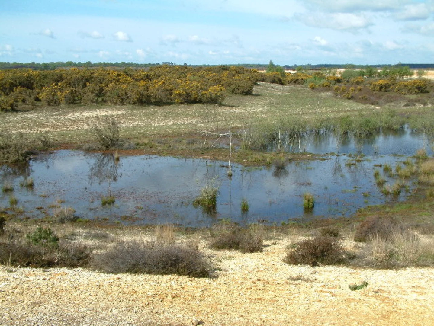 An image depicting the trail Thorney Hill Circular Walk and its surrounding area.