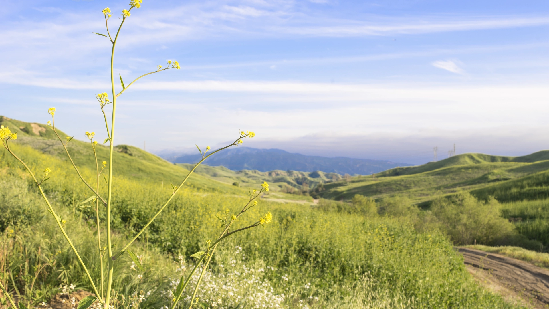 An image depicting the trail South Ridge, Bovinian Delight and Telegraph Canyon Loop Trail and its surrounding area.