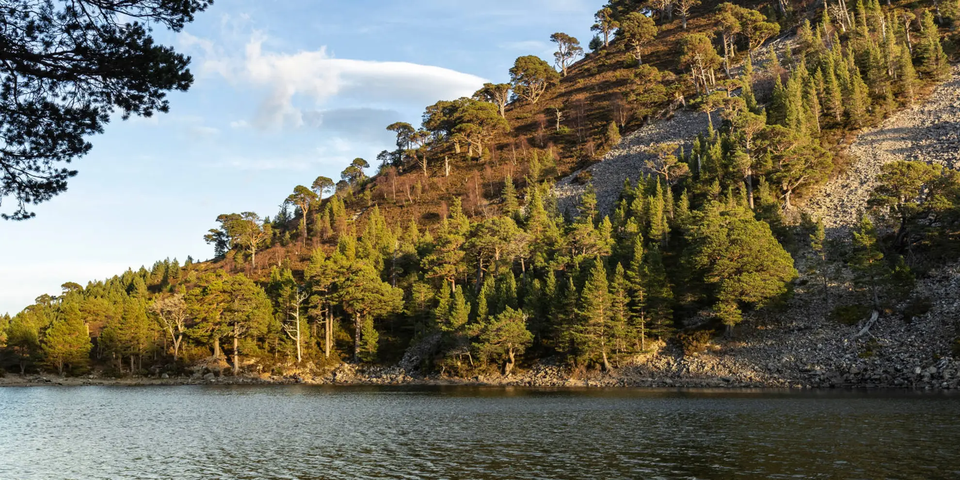 An image depicting the trail Lochan Uaine Loop from Glenmore and its surrounding area.