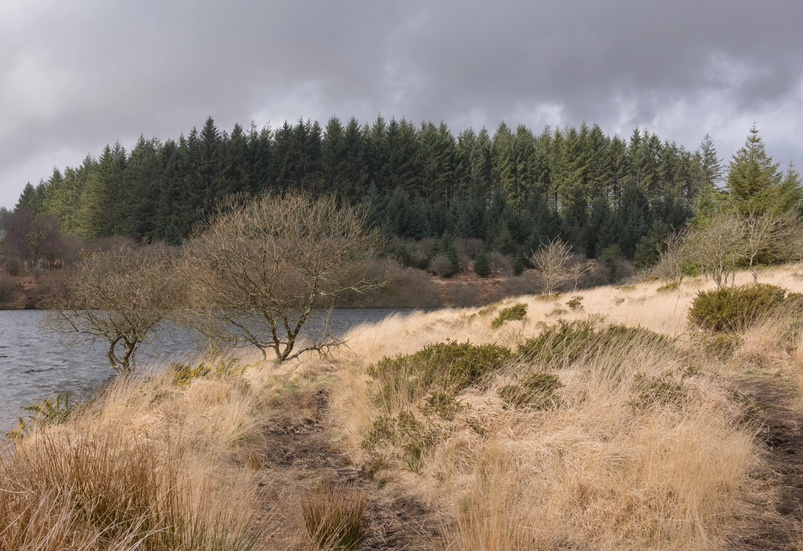 An image depicting the trail Fernworthy Forest Walk and its surrounding area.
