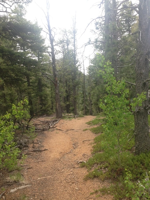 An image depicting the trail Gray Back Peak Trail and its surrounding area.