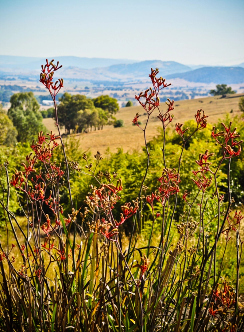 An image depicting the trail Playles Lookout Walk and its surrounding area.