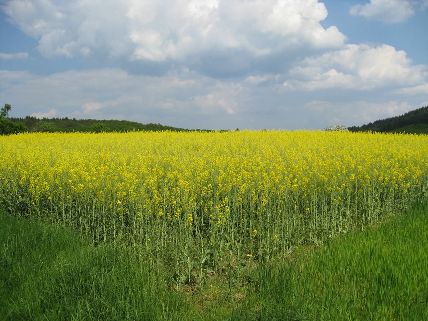 An image depicting the trail Katzenfurt and Greifenthal Loop and its surrounding area.