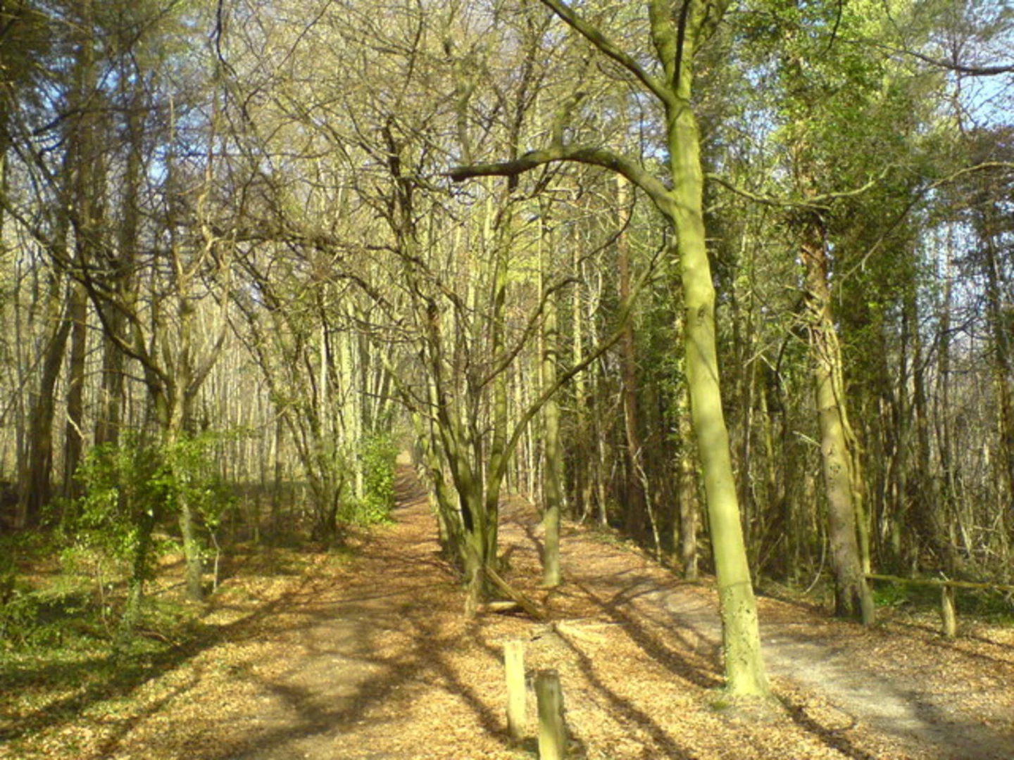 An image depicting the trail Cuckoo Wood, Whitelands Wood via Cudham Circular Walk and its surrounding area.