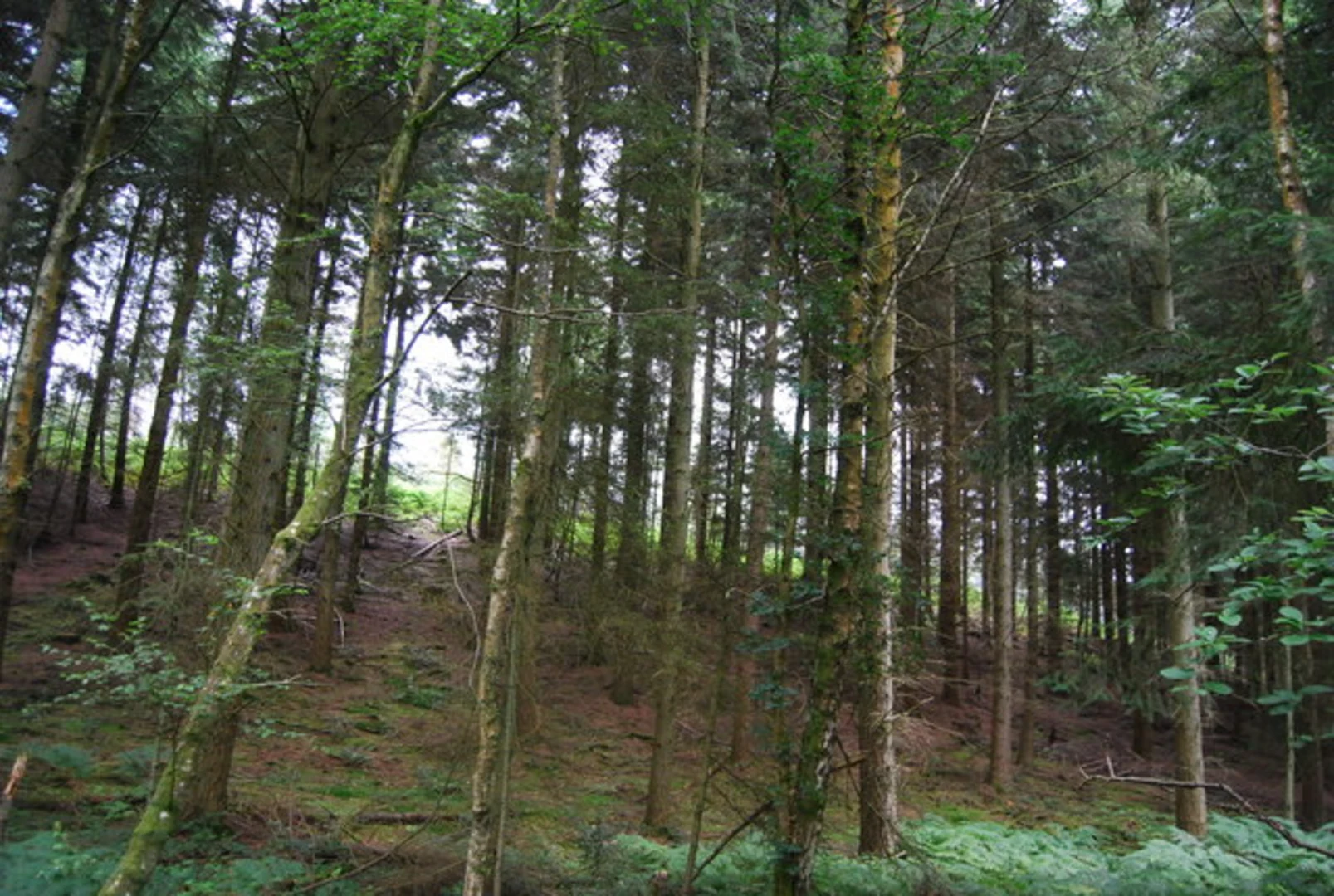 An image depicting the trail Rogate Walk and its surrounding area.