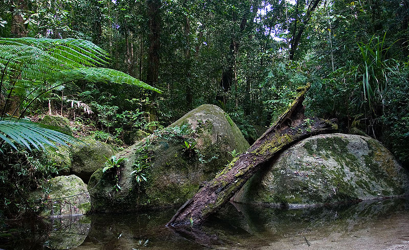 An image depicting the trail Daintree National Park and its surrounding area.