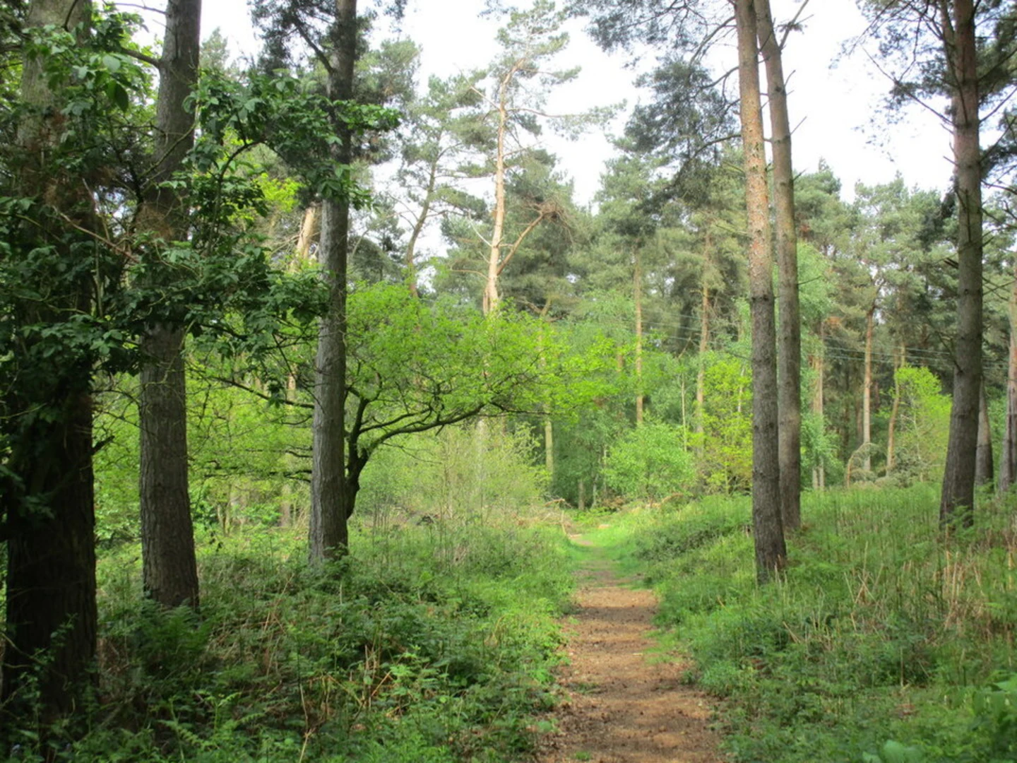 An image depicting the trail Allerthorpe Woods Loop and its surrounding area.