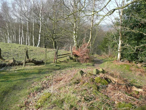 The Shrogs and Laurel Hill Wood