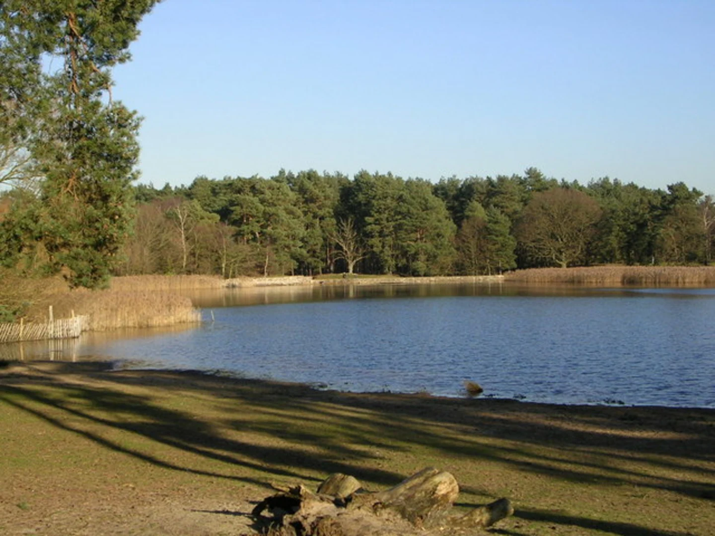 An image depicting the trail Elstead, Frensham and Grayshott Loop via Frensham Great Pond and its surrounding area.