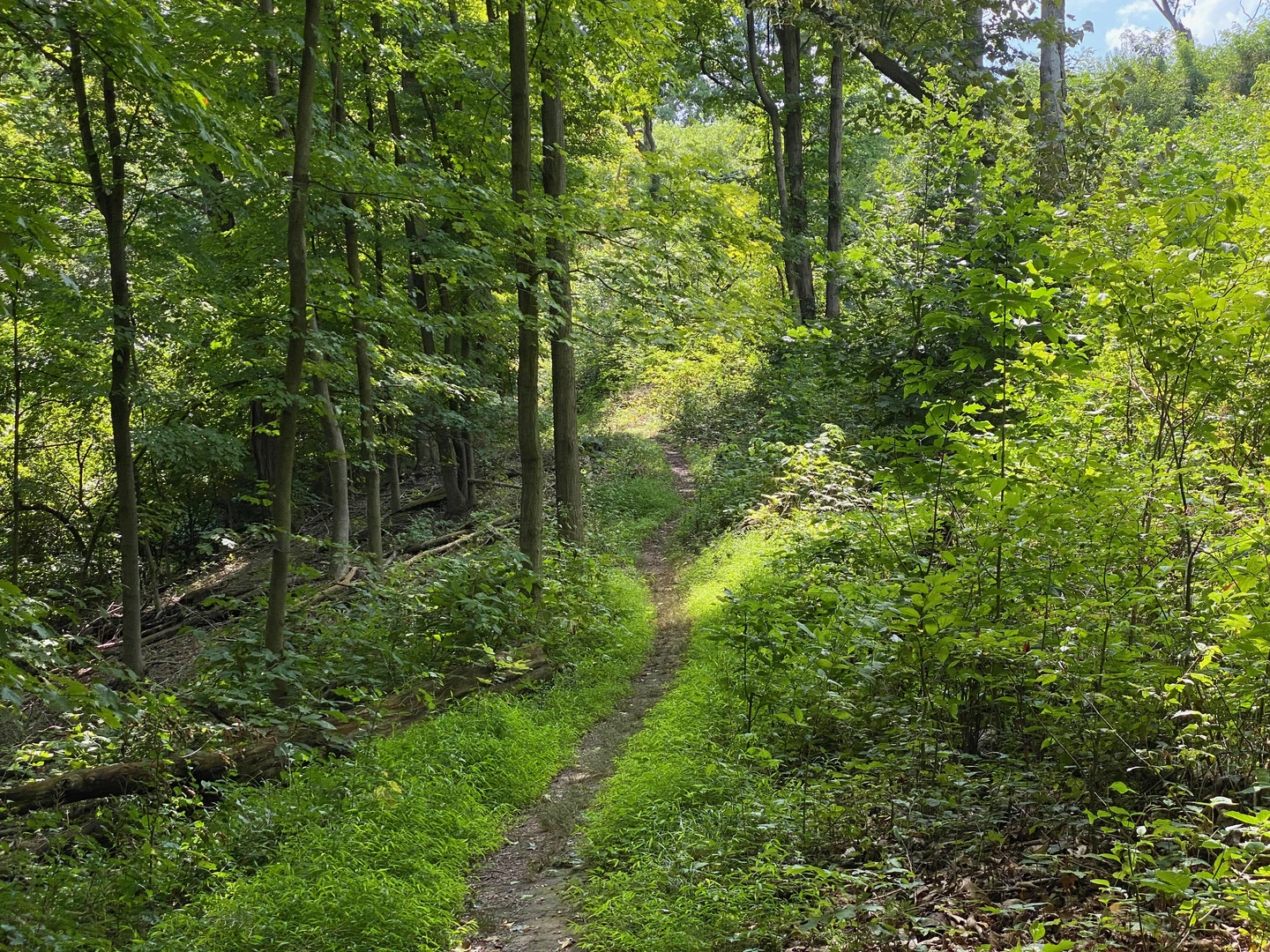 An image depicting the trail Catfish Pond Trail via Great Allegheny Passage and its surrounding area.