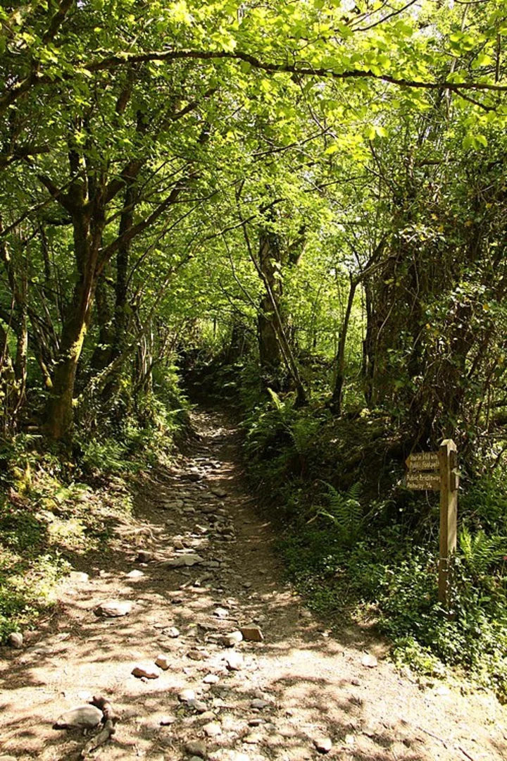 An image depicting the trail Varle Hill, Tarr Steps Woodland and Caratacus Stone Loop and its surrounding area.