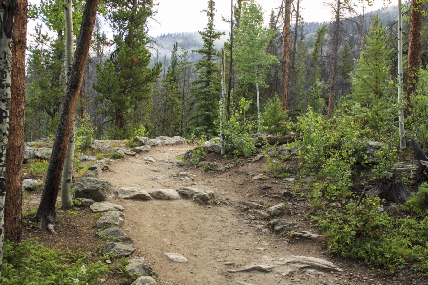 An image depicting the trail East Inlet Trail and Adams Falls Loop and its surrounding area.