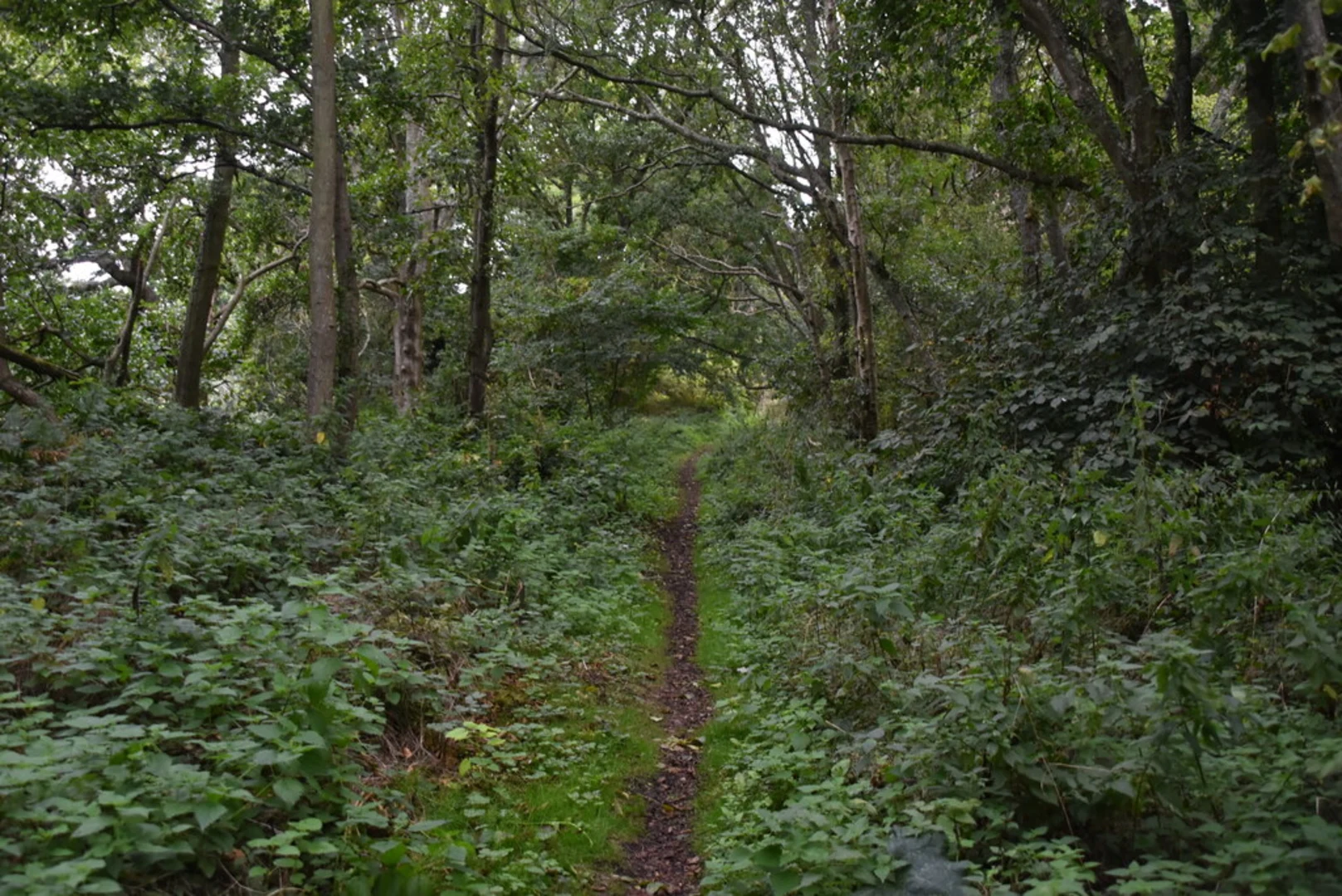 An image depicting the trail Brockhill Country Park Loop and its surrounding area.
