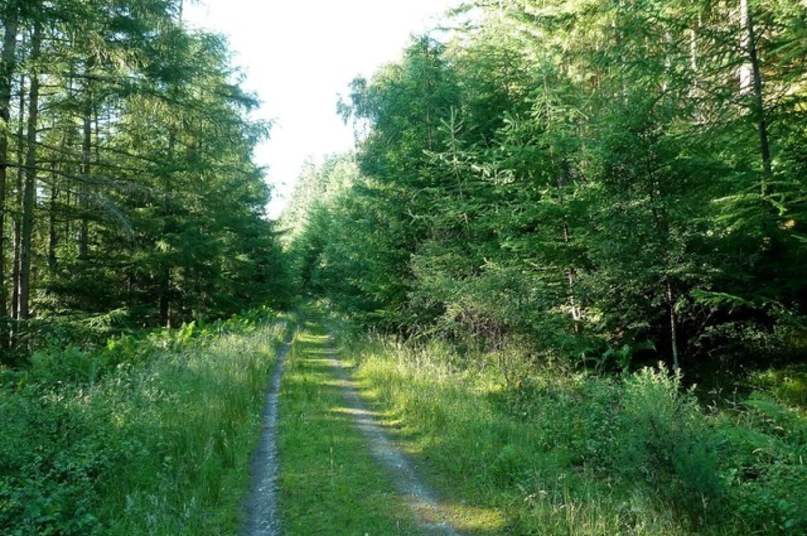 An image depicting the trail Meadow Loop Trail - Thornielee Forest and its surrounding area.