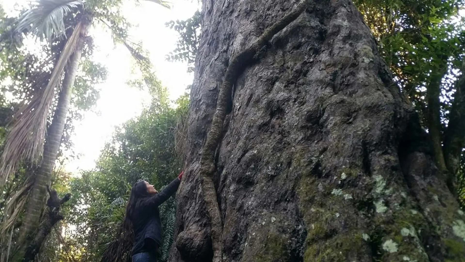 An image depicting the trail Big Rimu Walk and its surrounding area.