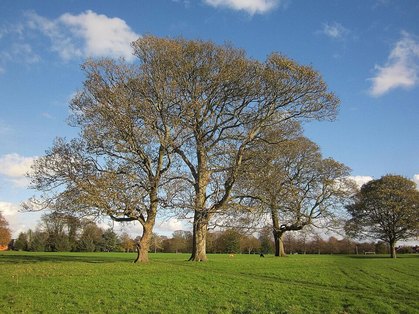 An image depicting the trail River Frome Walk from Oldbury Court Estate and its surrounding area.