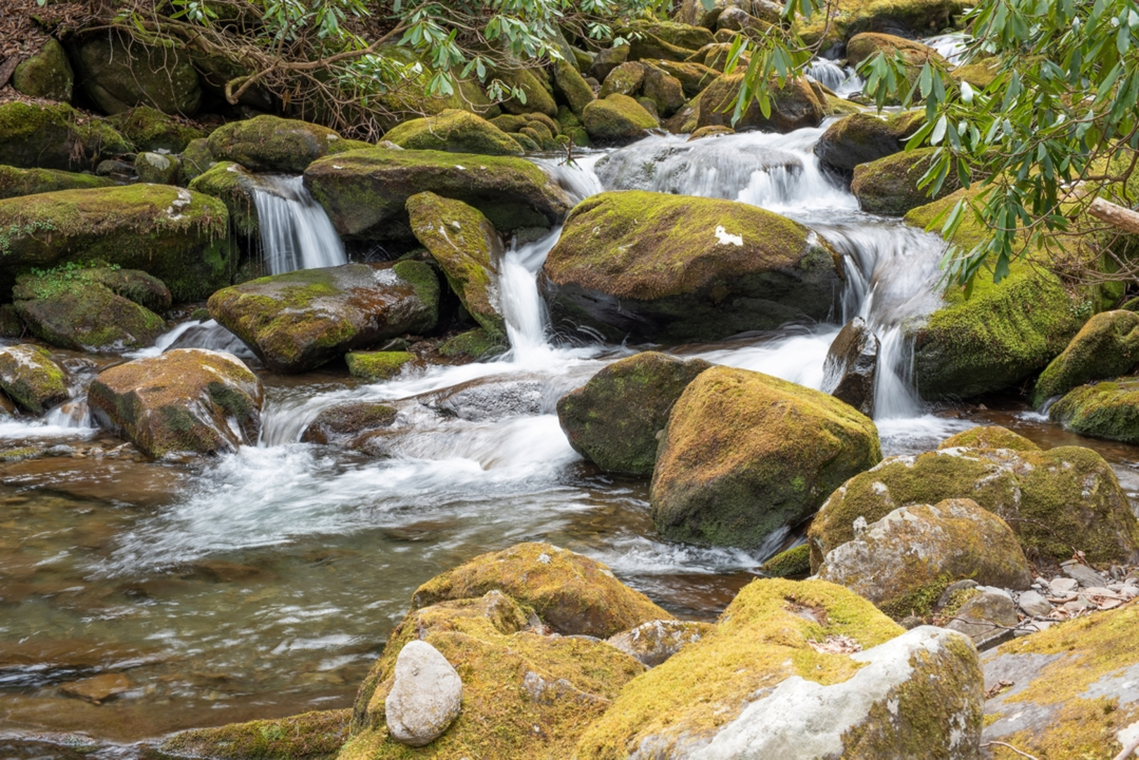 An image depicting the trail Maddron Bald to Albright Grove Loop Trail and its surrounding area.