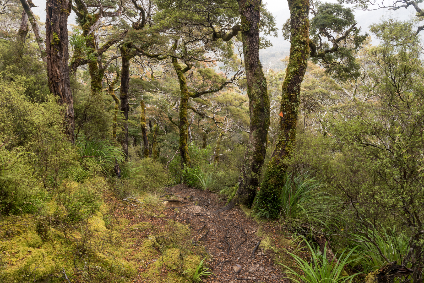 An image depicting the trail Gentle Annie Saddle via Holdsworth Lookout and its surrounding area.