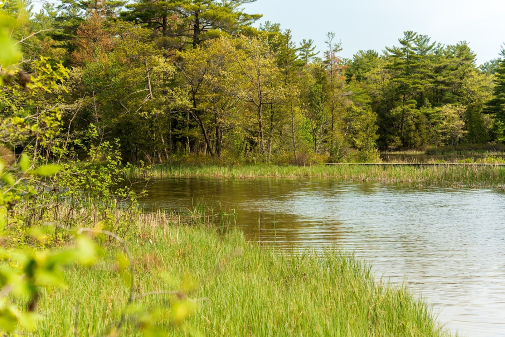 An image depicting the trail Hamlin Lake - Sable River Trail and its surrounding area.