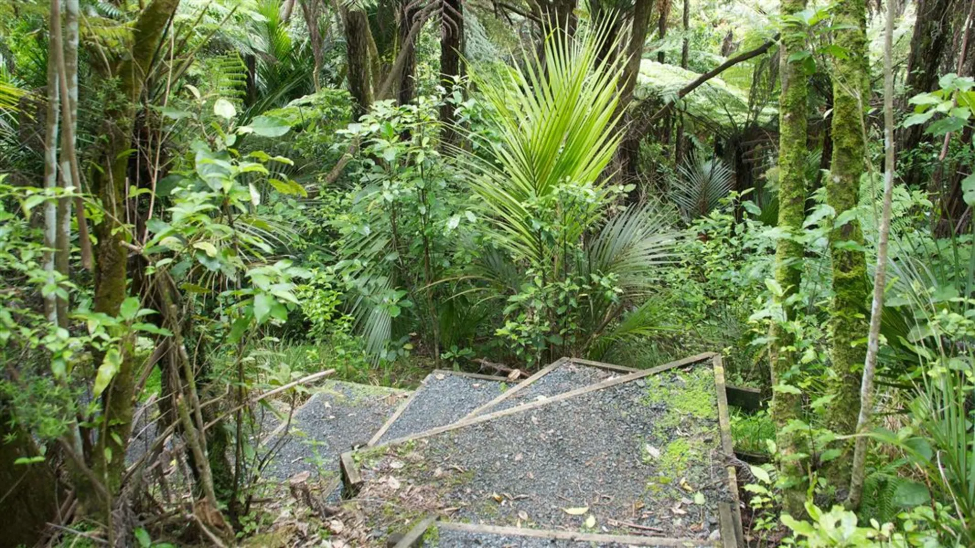 An image depicting the trail Moirs Hill Walkway and its surrounding area.