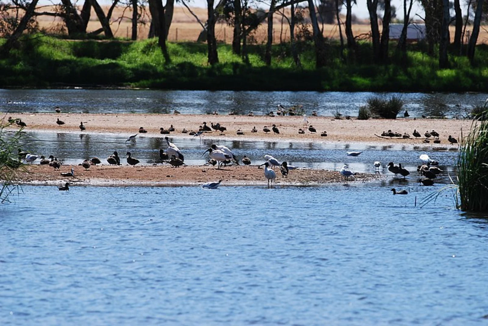 An image depicting the trail Little Para Wetland and Whites Road Wetland Loop and its surrounding area.