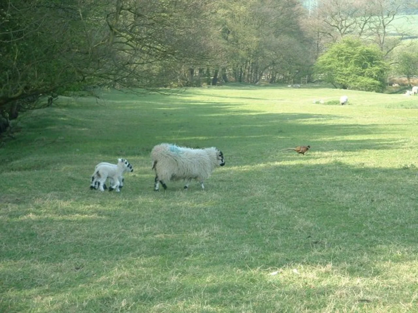 An image depicting the trail Woodacre Great Wood, Nicky Nook and Grizedale Reservoir Loop and its surrounding area.