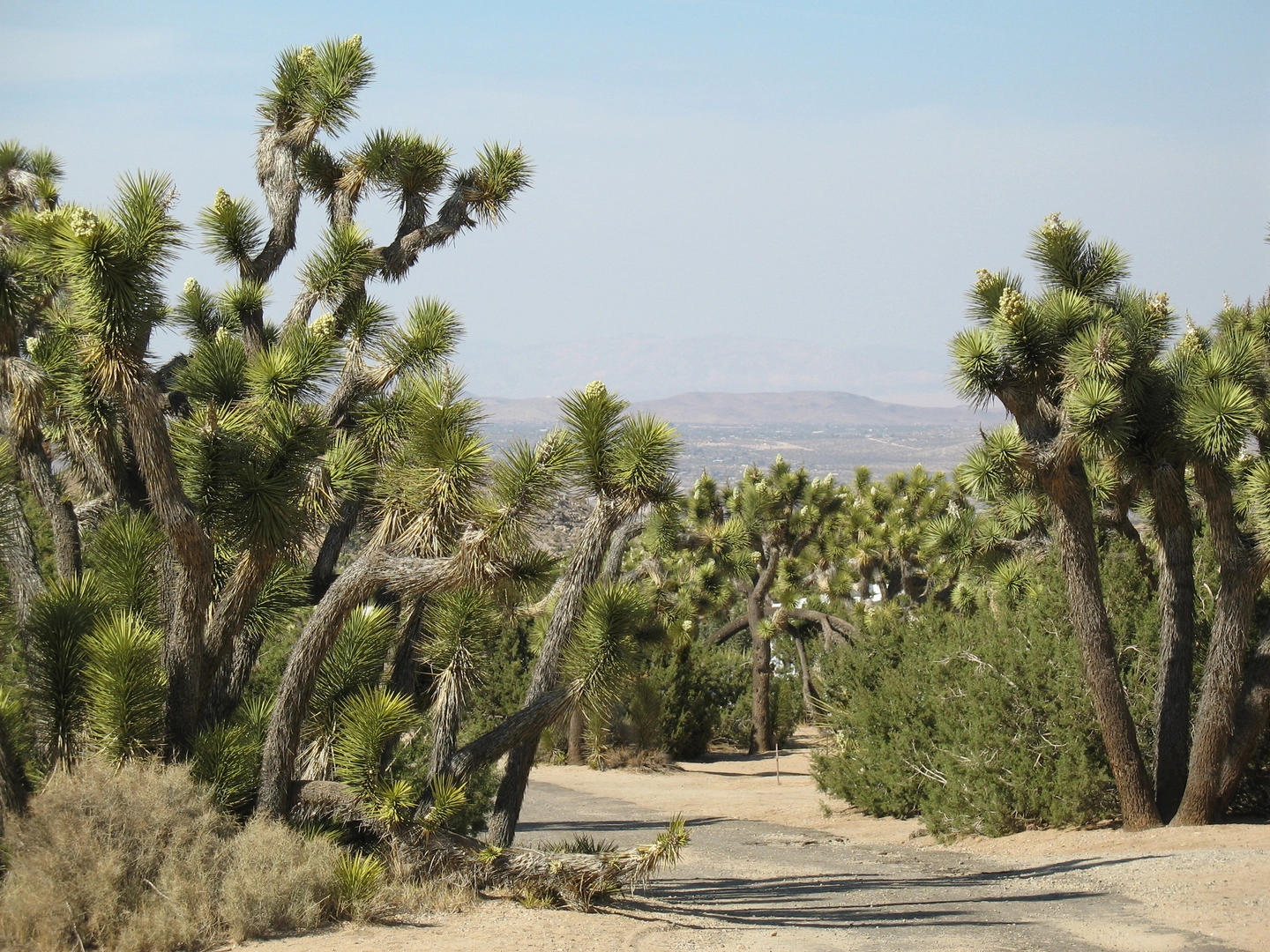 An image depicting the trail Short Loop via West Side Trail and its surrounding area.