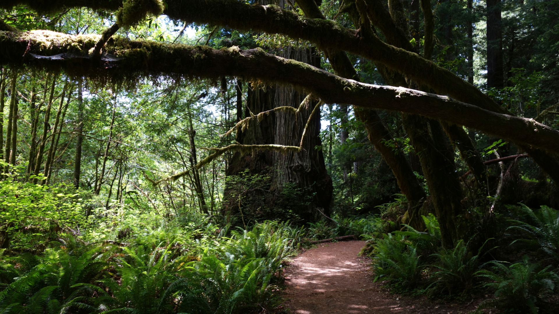 An image depicting the trail James Irvine Trail to Fern Canyon Loop Trail and its surrounding area.