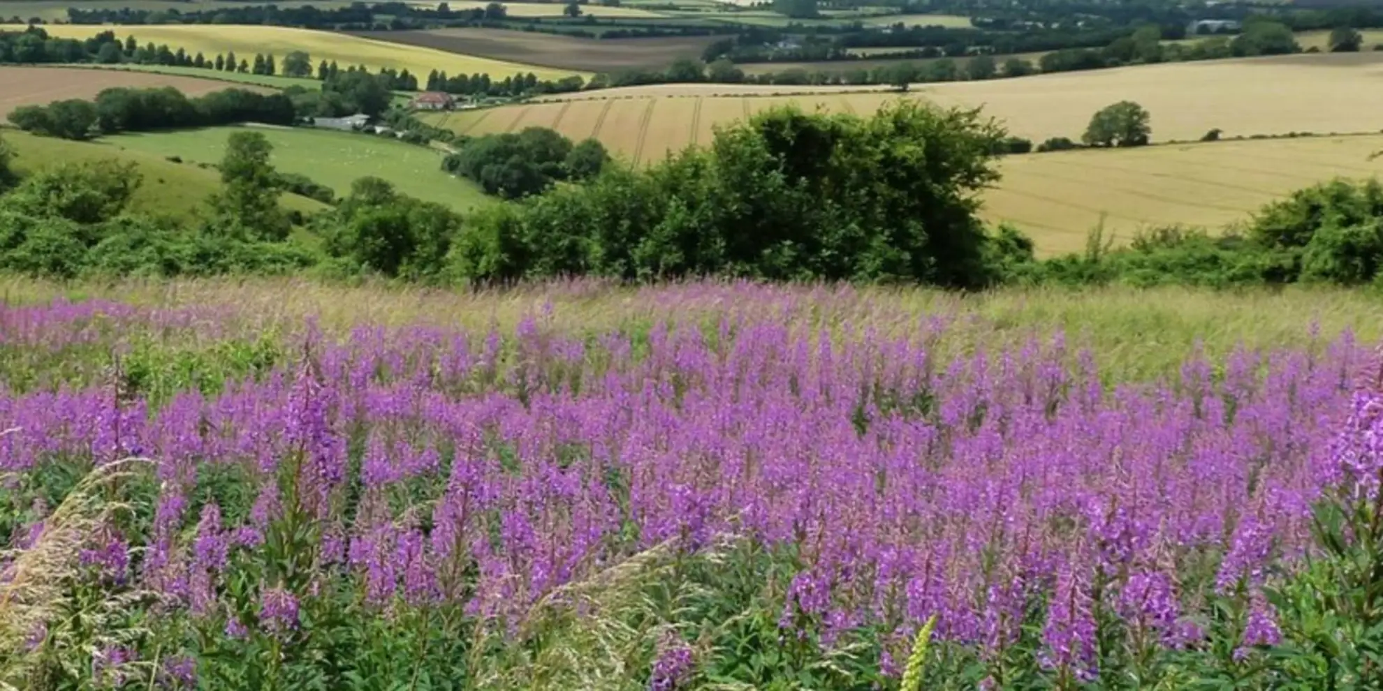 An image depicting the trail Up to the Downs Walk and its surrounding area.
