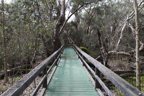Spectacles Banksia Trail