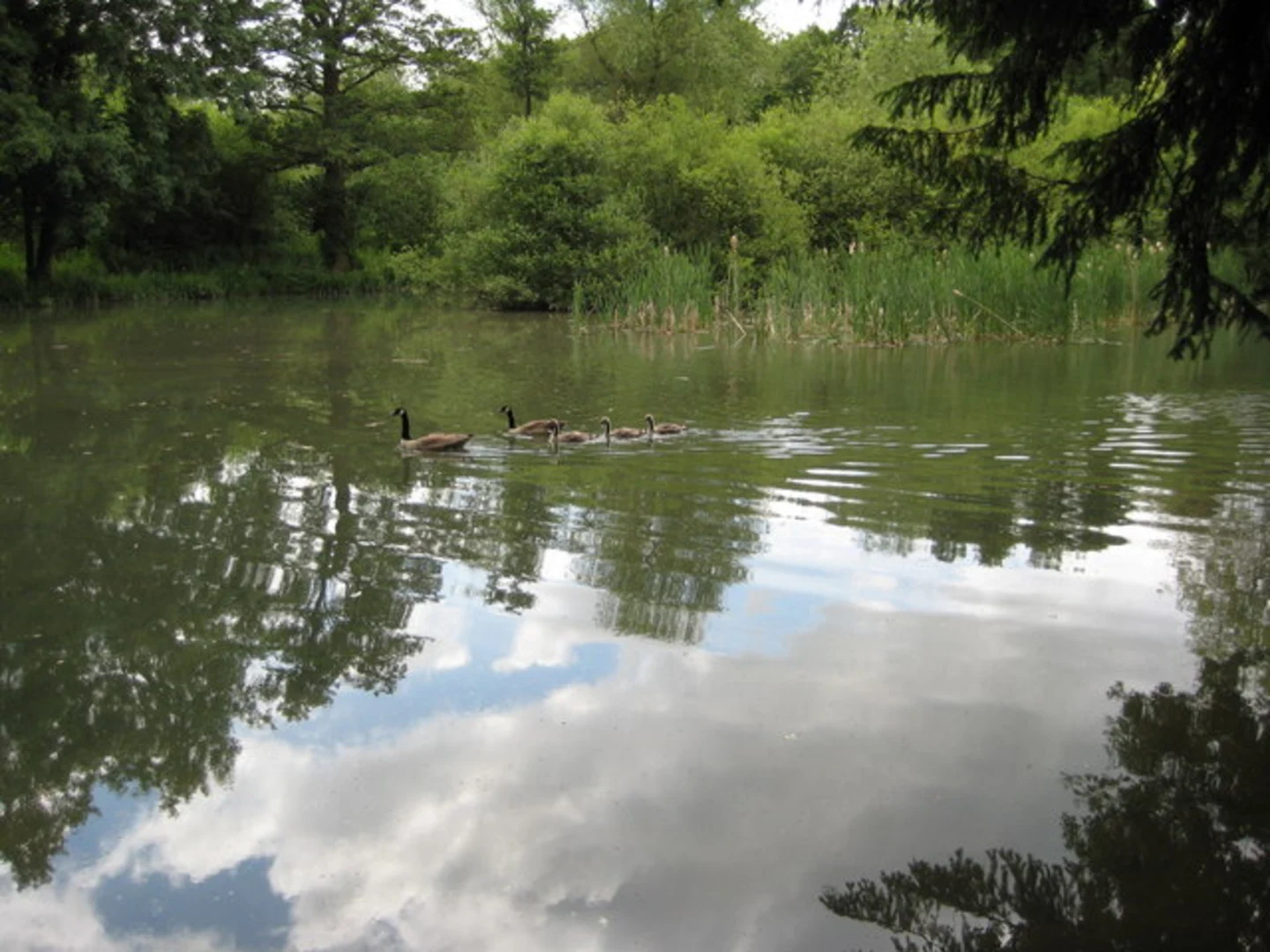 An image depicting the trail Elmley Castle Circular Walk and its surrounding area.