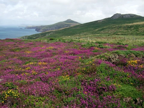 Penberry - Treleddyd