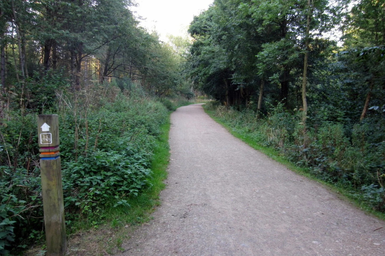 An image depicting the trail Salcey Forest and its surrounding area.