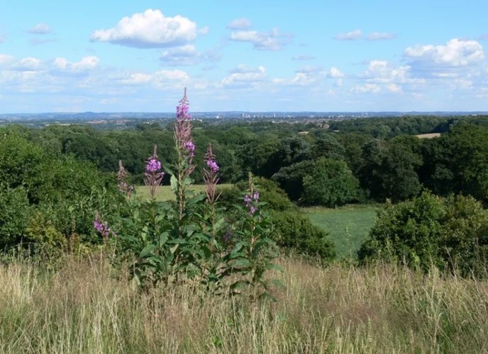 New Plantation and Markfield Country Park Loop