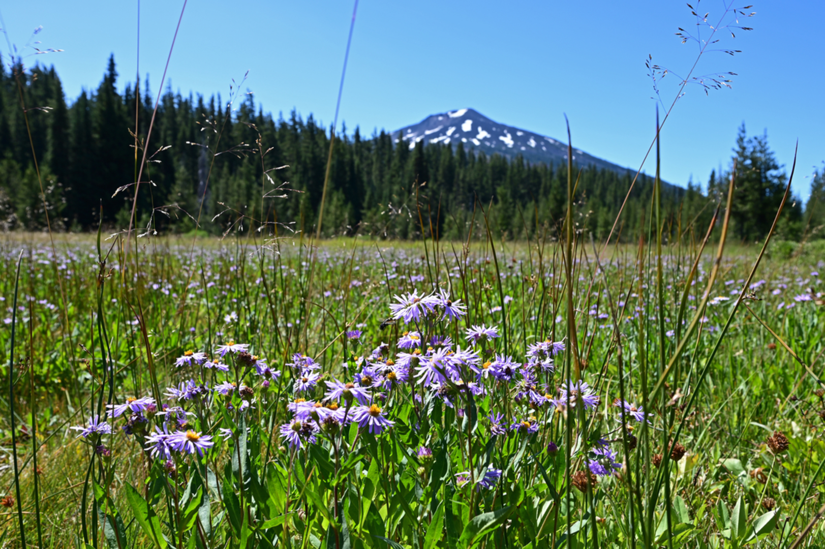 An image depicting the trail Dynah - Moe Humm Trail and its surrounding area.