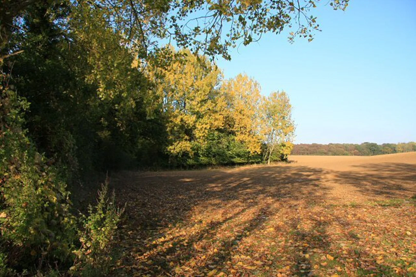An image depicting the trail Kersey Loop and its surrounding area.