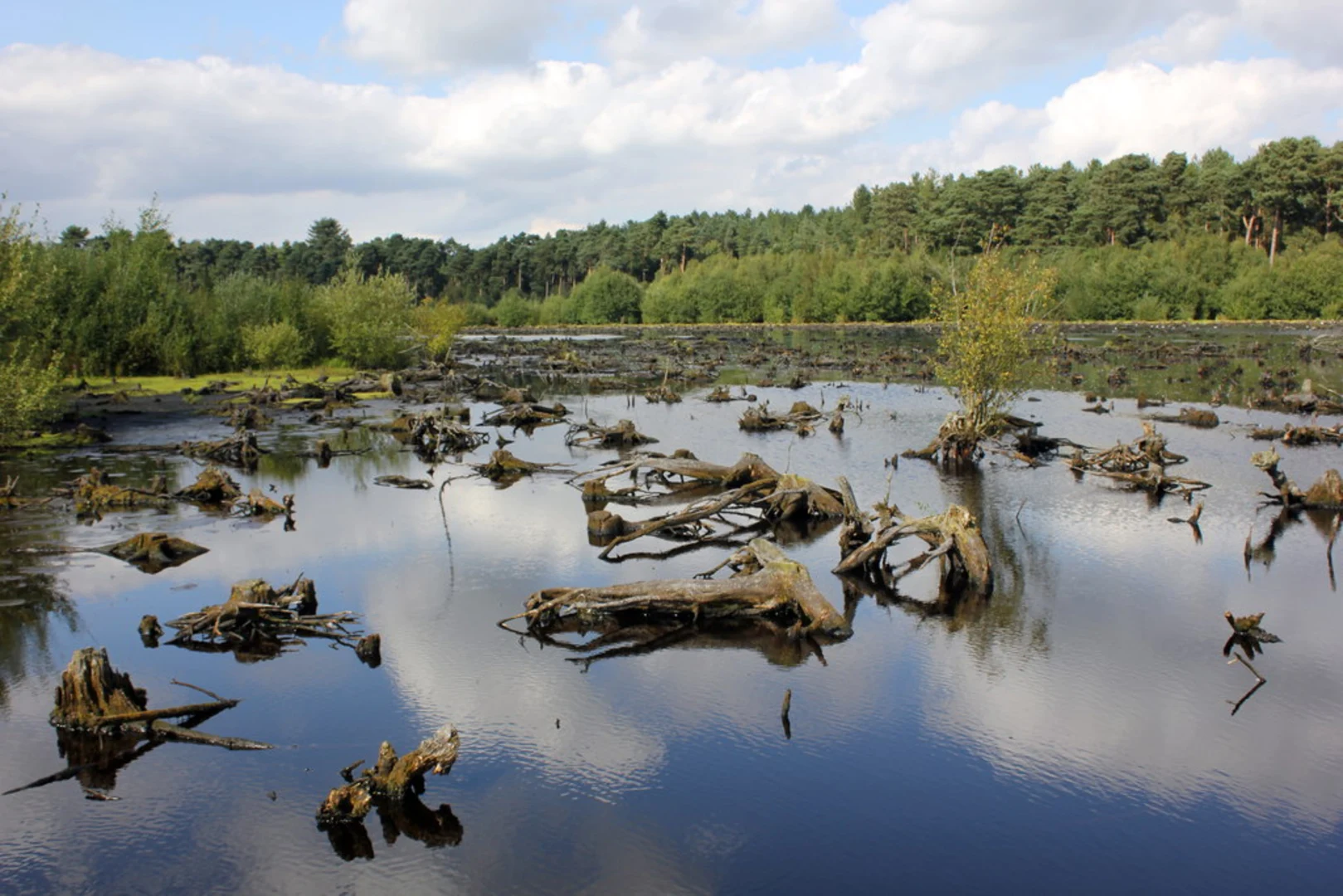 An image depicting the trail Delamere Western Loop and its surrounding area.