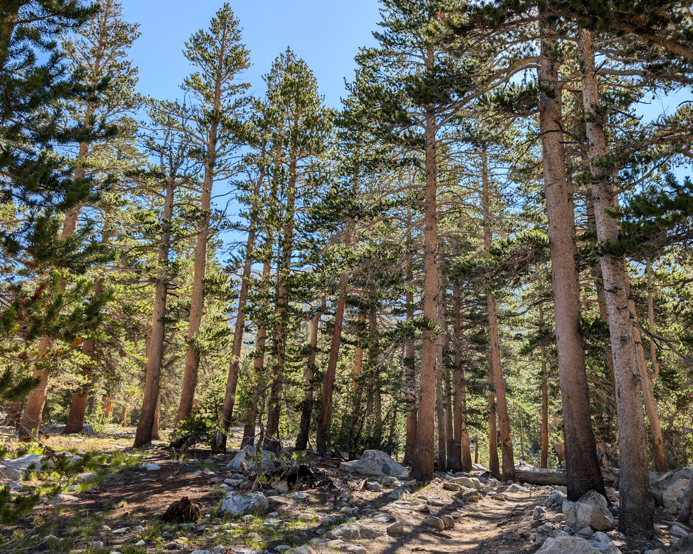 An image depicting the trail Tree Pass, Pacific Crest and Cottonwood Pass Loop Trail and its surrounding area.