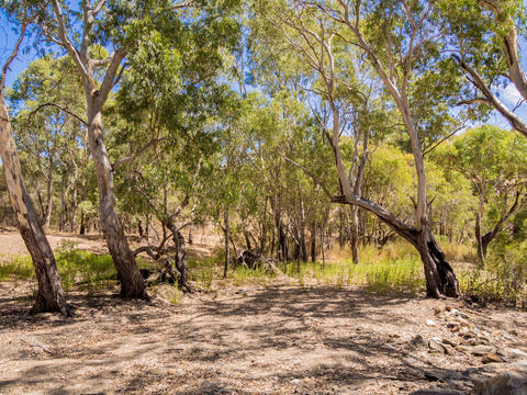 Forest Loop Walk - Mt Bold Reservoir