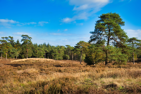 Eeserveld via Woldweg and Brauweringen